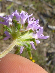 Phyllopodium cephalophorum