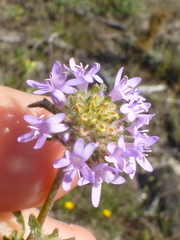 Phyllopodium cephalophorum