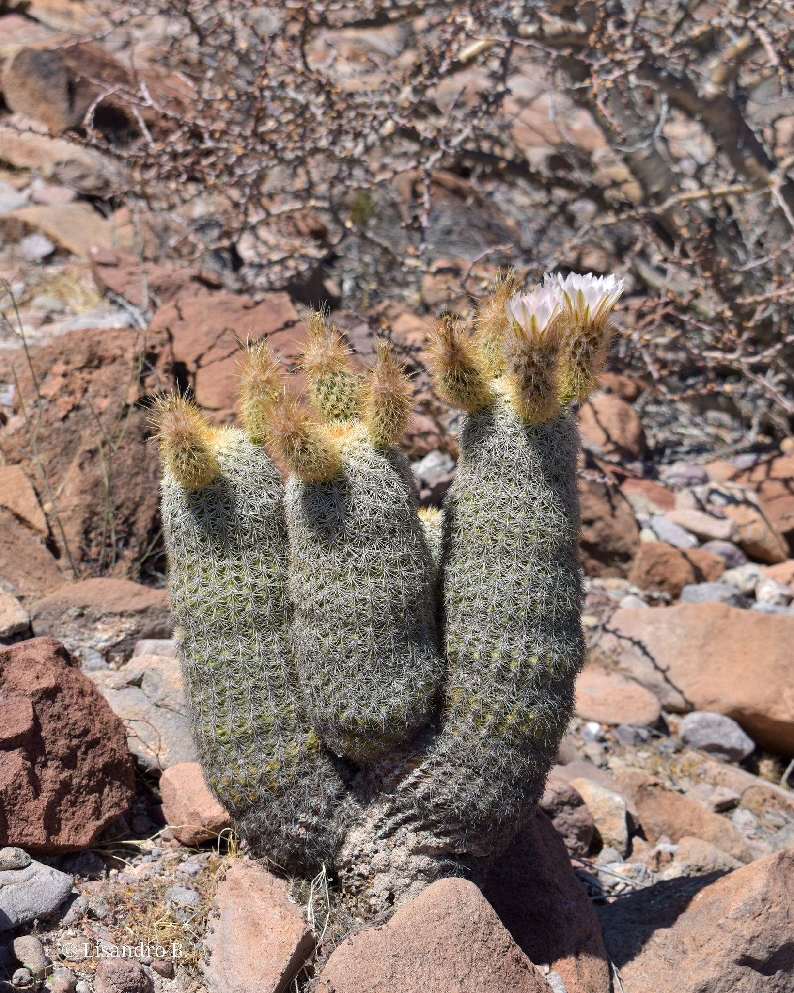Echinocereus grandis