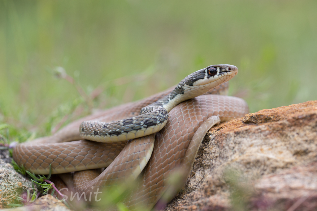Dahl's Whip Snake