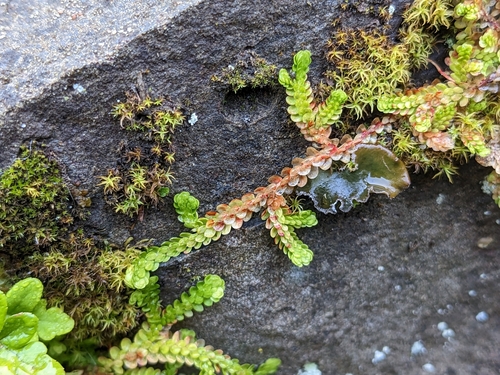 Image of Selaginella douglasii by (c) Laura J. Costello, some rights reserved (CC BY)