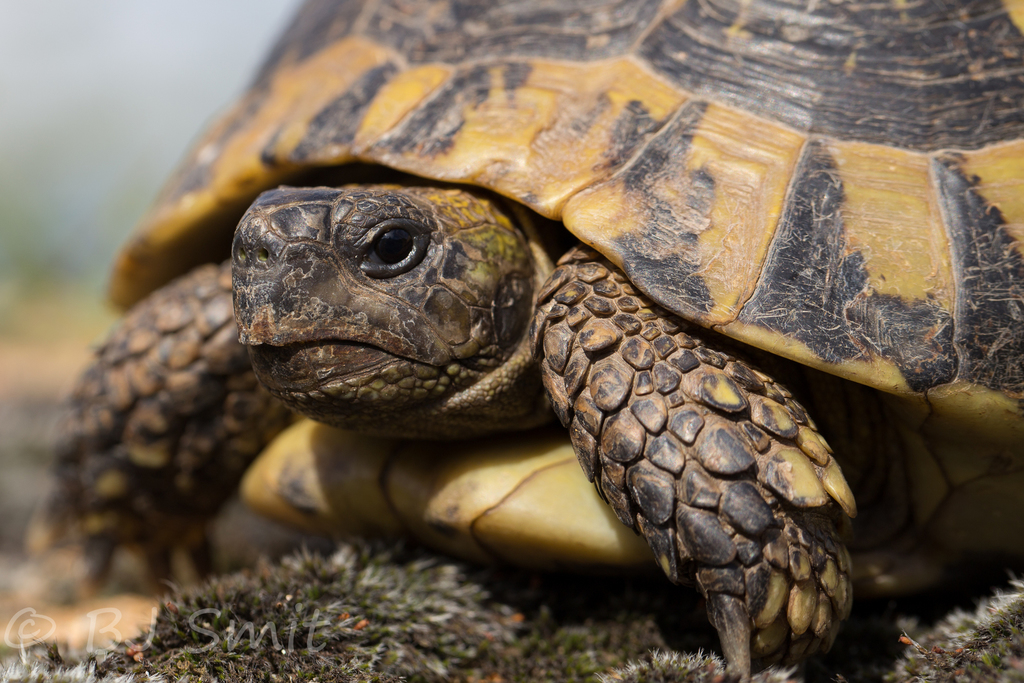 Eastern Hermann's Tortoise