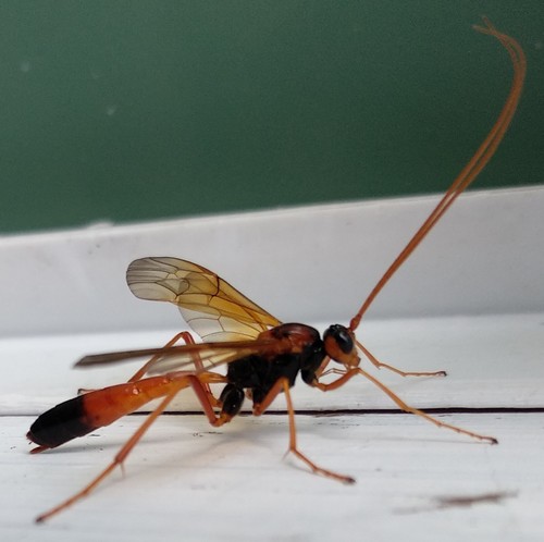 Opheltes glaucopterus