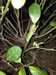 Menelaides