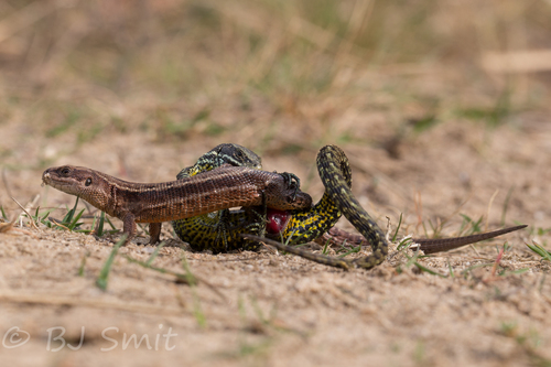 Viviparous Lizard, Balloerveld, Drenthe, Netherlands, photo 8 of 10