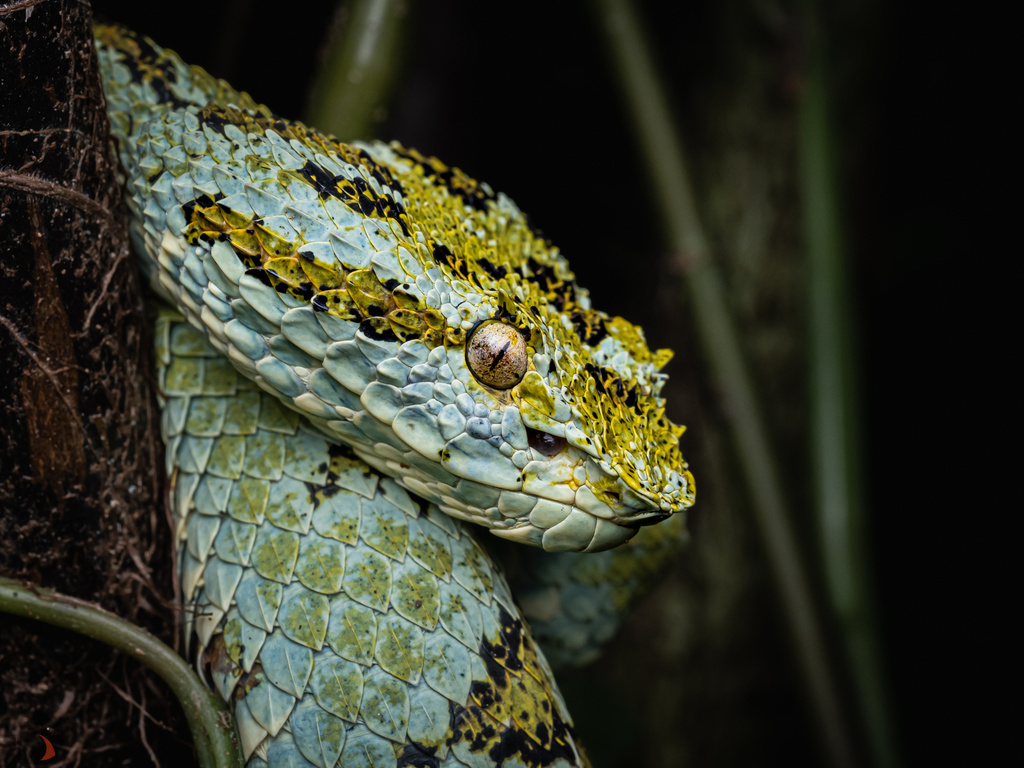 Blotched Eyelash Pitviper