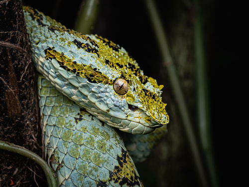 Blotched Palm-pitviper