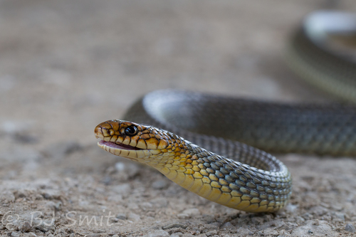 Caspian Whipsnake