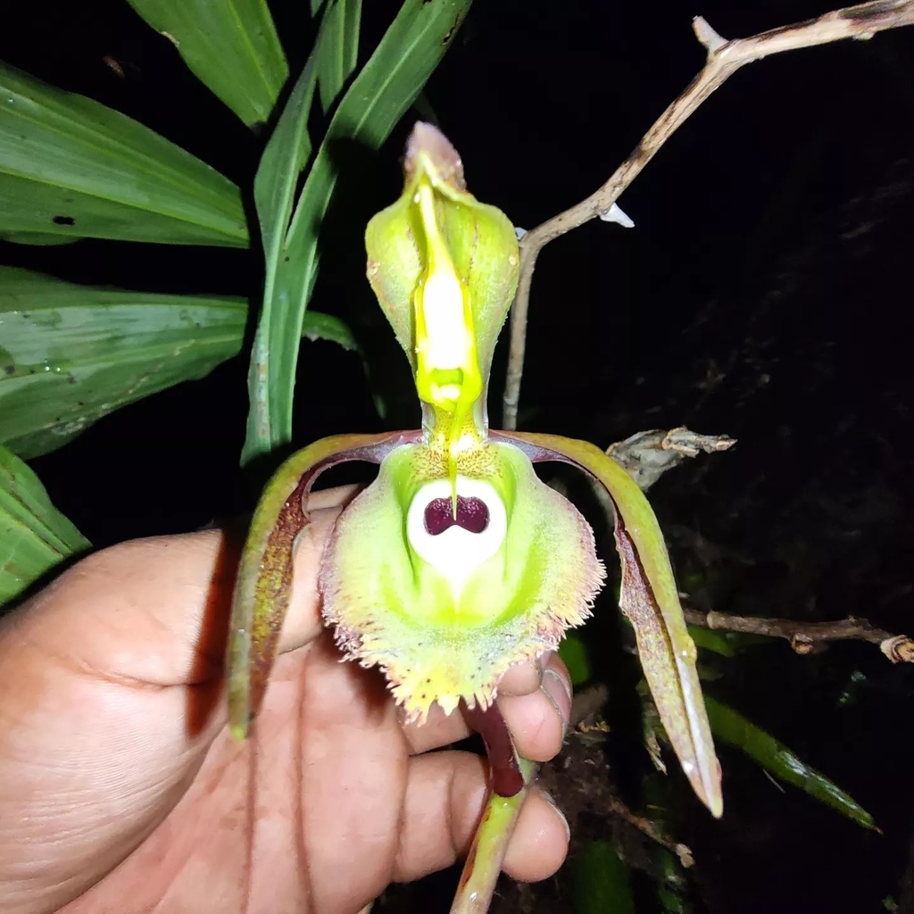 Catasetum incurvum