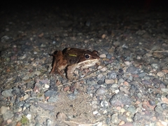 Lithobates sylvaticus image