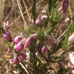 Erica straussiana