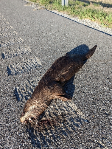 North American River Otter photographed in Missouri