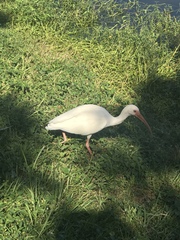 Eudocimus albus
