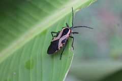 Sephina vinula