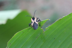 Sephina vinula