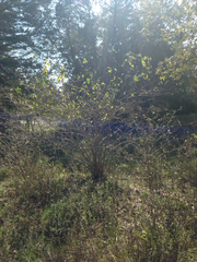 Callicarpa americana