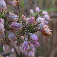 Erica straussiana