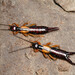 Spine-tailed Earwig - Photo (c) Brad Walker, some rights reserved (CC BY-NC), uploaded by Brad Walker