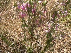 Erica straussiana