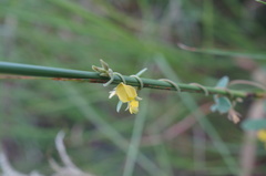 Cajanus scarabaeoides