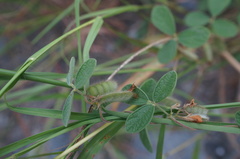 Cajanus scarabaeoides