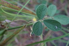 Cajanus scarabaeoides