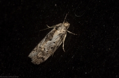 Philobota baryptera
