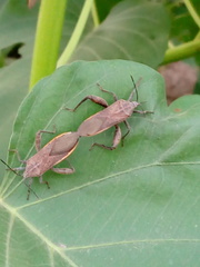 Physomerus grossipes