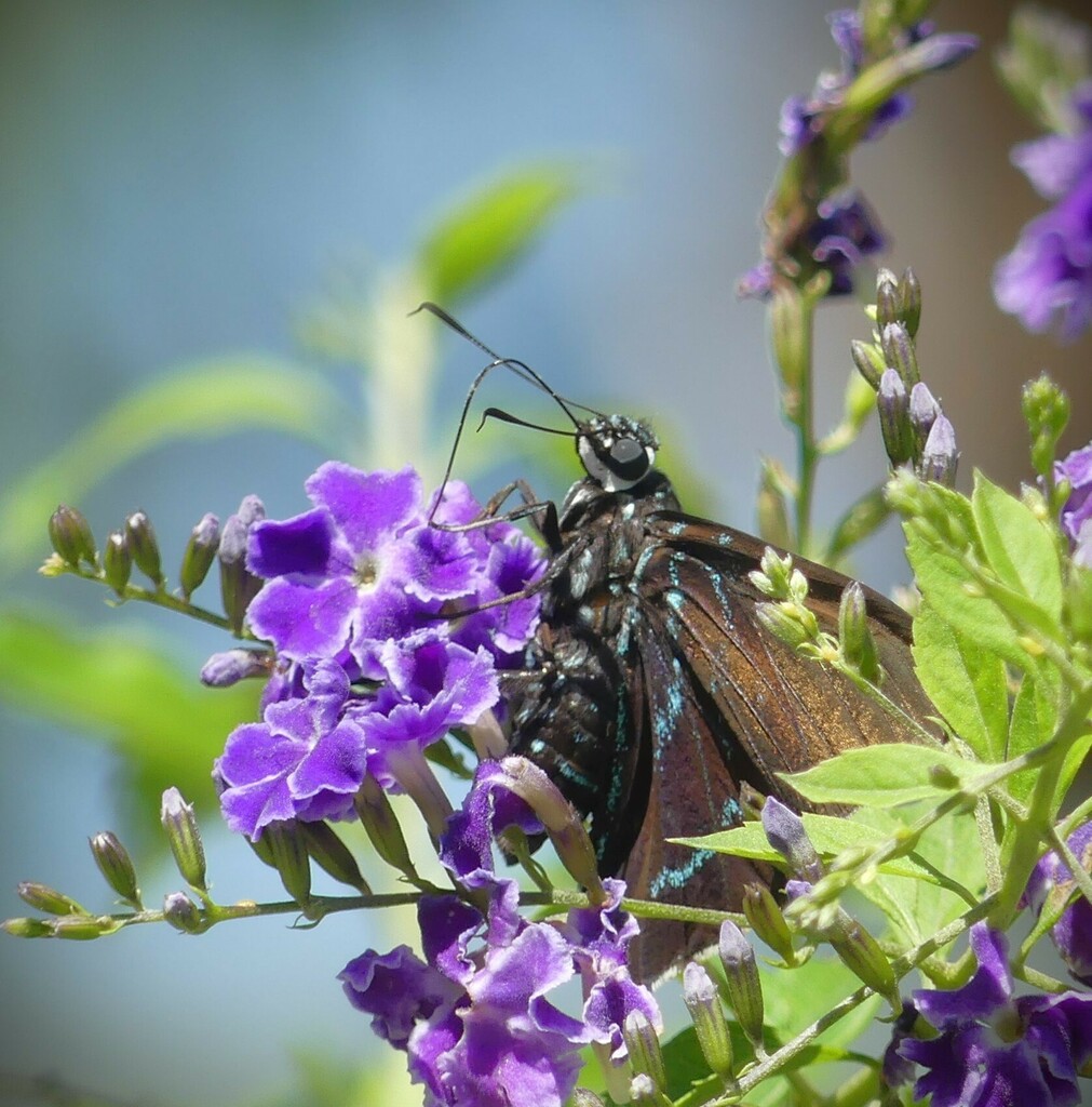 mangrove-skipper-from-naples-botanical-garden-east-naples-naples-fl