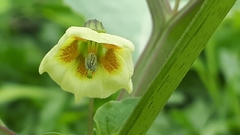 Physalis minima