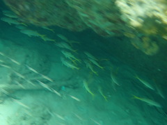 Yellowfin Goatfish