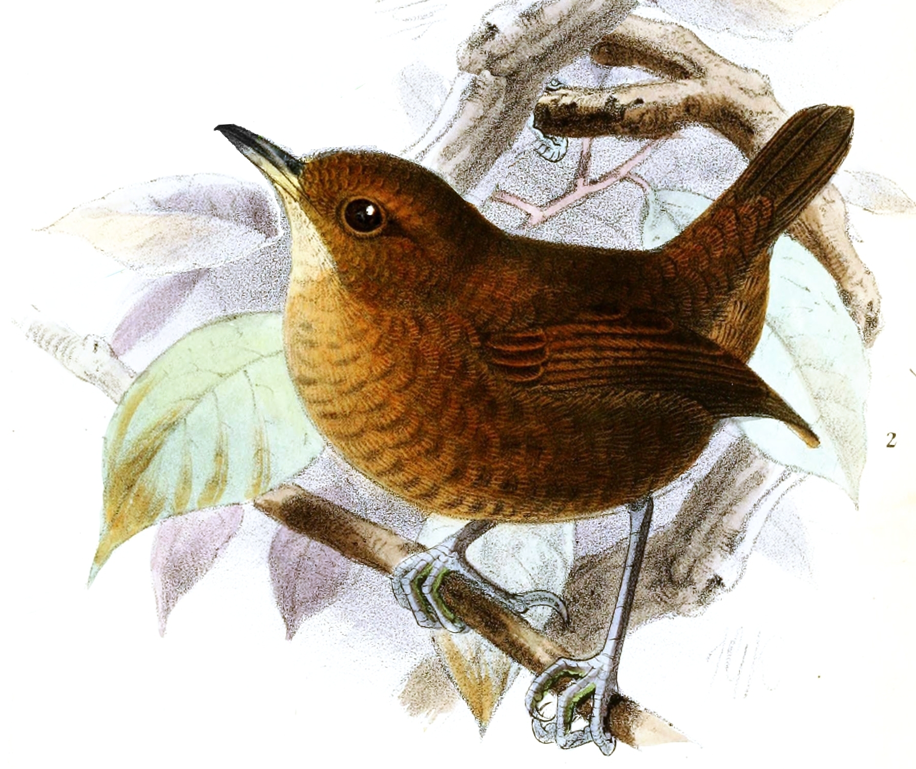 Flutist Wren illustration