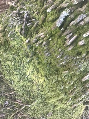 Bryophyta