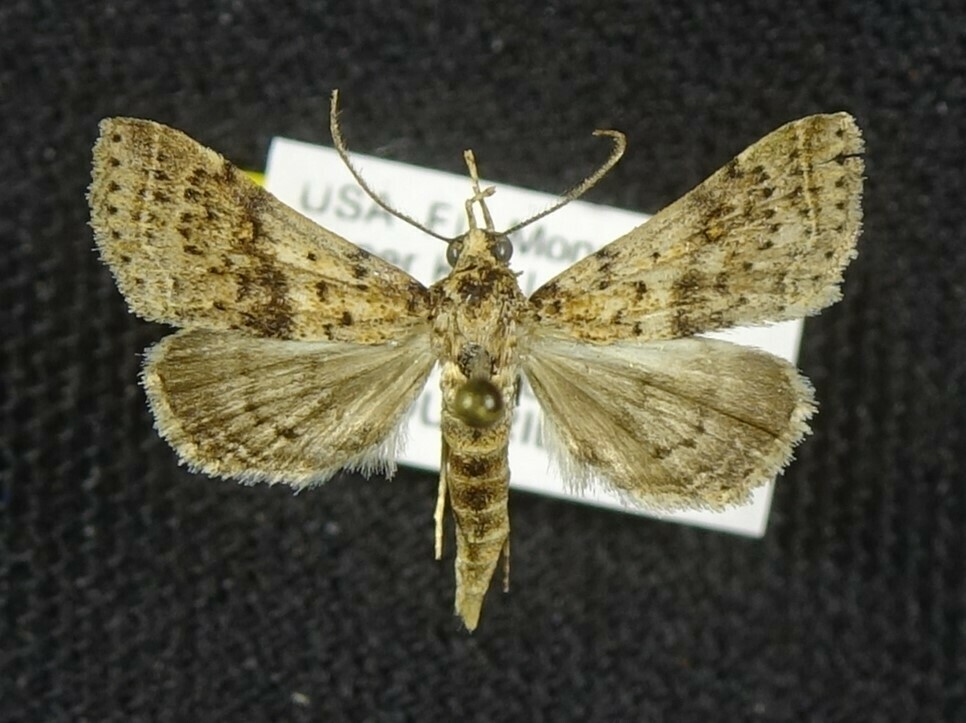 Bleptina biformata