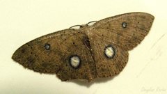 Semaeopus illimitata