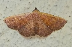 Cerynea punctilinealis