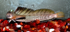 Leaping Blenny photo 4