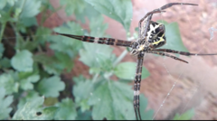 Argiope pulchella
