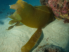 Laminaria ochroleuca