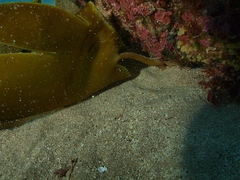 Laminaria ochroleuca