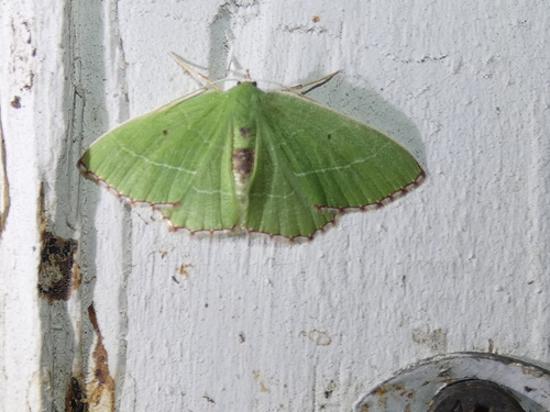Red-patched Emerald photo 3