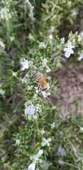Apis mellifera