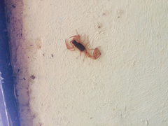 Centruroides ochraceus