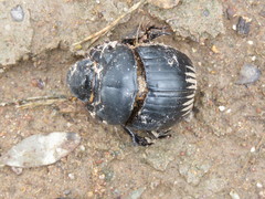 Dichotomius colonicus