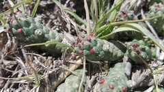 Euphorbia inermis
