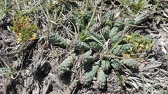 Euphorbia inermis