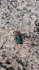 Stenaspis verticalis insignis