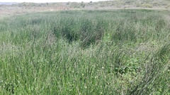 Schoenoplectus decipiens