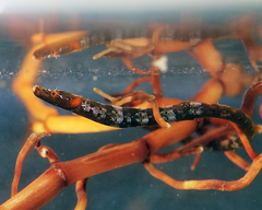 Prophet's Pipefish photo 1