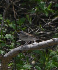 Emberiza chrysophrys